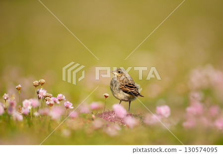 Juvenile northern wheatear in meadow with thrift Juvenile northern wheatear in meadow with thrift 130574095