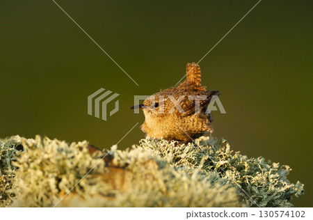 Shetland wren on lichen covered rock 130574102