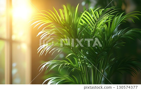 Sunlit Areca Palm Fronds Against a Blurred Window, Evoking Tranq 130574377