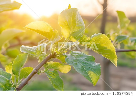 Golden Hour Sunlight Illuminates Fresh Green Leaves on a Branch 130574594