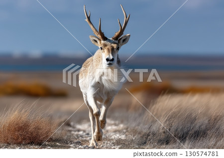 Antelope walking through a grassy landscape near a calm body of water under a blue sky 130574781