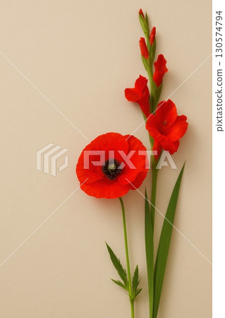 Vibrant Red Poppy and Gladiolus Stems Floral Art Neutral Beige Background Nature Close-Up Botanical Beauty 130574794