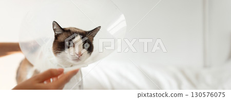 Post Surgical Veterinary Treatment. Veterinarian Lady Putting Medical Collar On A Cat, Treating Pet After Surgery At Modern Vet Clinic. Closeup Shot Of A Feline Patient With A Cone On, Copy Space 130576075