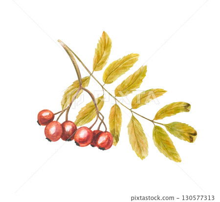 Orange rowan berries cluster with yellow leaves watercolor illustration on isolated background. Autumn mountain ash. Healthy harvest composition for herbal medicine concept, fall design Orange rowan berries cluster with yellow leaves watercolor illustration on isolated background. Autumn mountain ash. Healthy harvest composition for herbal medicine concept, fall design 130577313