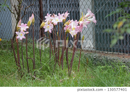 Pink flowers without leaves in garden yard in autumn. Nature and background for design. 130577401