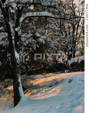 Sunlight illuminating snow covered trees and ground in park or forest during golden hour in winter, creating warm and inviting atmosphere. Golden sunlight warming snow laden trees and ground 130577404