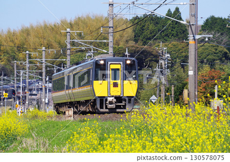 一輛 Kiha 187 系列柴油特快列車「超級松風」沿著山陰本線疾馳，沿途的黃色油菜花盛開。 130578075