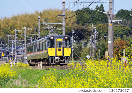 一輛 Kiha 187 系列柴油特快列車「超級松風」沿著山陰本線疾馳，沿途的黃色油菜花盛開。 130578077