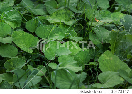 Leaves of the medicinal plant mother-and-stepmother, tussilago farfara Leaves of the medicinal plant mother-and-stepmother, tussilago farfara 130578347