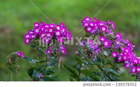 Garden Phlox paniculata, creeping phlox subulata, also known as the moss phlox. Garden Phlox paniculata, creeping phlox subulata, also known as the moss phlox. 130578352