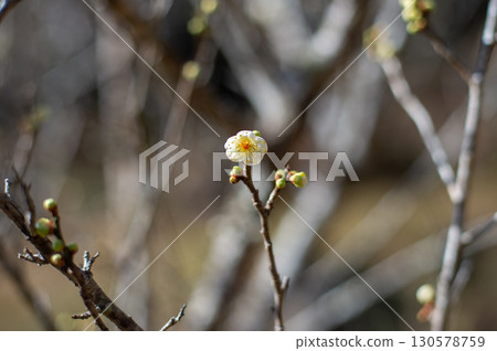 梅花告訴春天 梅花告訴春天 130578759