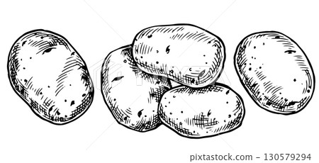 farm potato set. vector illustration in sketch style farm potato set. vector illustration in sketch style 130579294