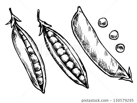 Set of farm green peas. Vector illustration in sketch style Set of farm green peas. Vector illustration in sketch style 130579295