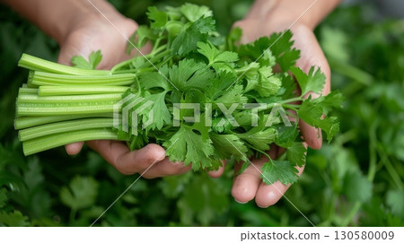Vibrant and Fresh Leafy Celery Bunch in a Sustainable Greenhouse Reflecting Healthy Lifestyles 130580009