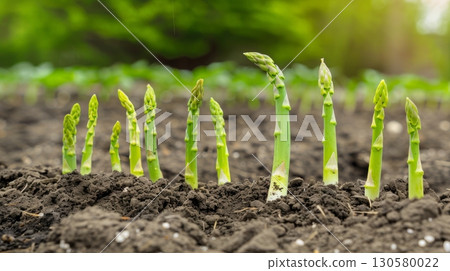 Fresh Green Asparagus Spears Sprouting from Rich Soil in Garden, Signifying the Arrival of Spring 130580022