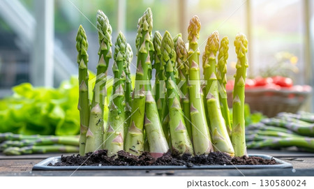 Fresh Green Asparagus Sprouts Emerging From Rich Earthy Soil In A Bright Greenhouse Setting 130580024