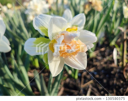 Beautiful blooming flower of narcissus variety Rosy Cloud close-up. Blooming narcissus flower with white and yellow petals in inflorescence with green leaves growing in the ground on sunny spring day 130580375