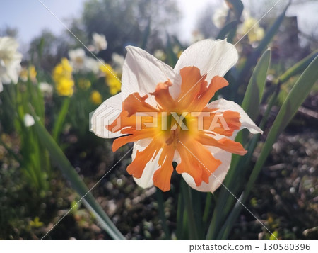 Beautiful blossoming flower of the narcissus variety Shrike close-up. Bright orange petals with white petals on green stem with leaves on flowerbed in ground in garden on sunny spring day. Nature 130580396