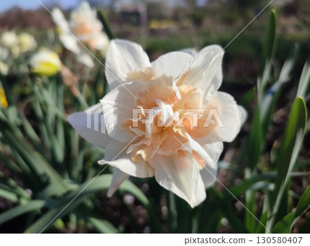 Blooming flower daffodil variety Delnashaugh with white pink petals with stamens and drops of morning dew on background of narcissus flowers and growing in ground in garden meadow, sunny spring day Blooming flower daffodil variety Delnashaugh with white pink petals with stamens and drops of morning dew on background of narcissus flowers and growing in ground in garden meadow, sunny spring day 130580407
