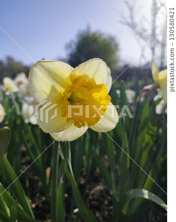 Beautiful blooming flower narcissus variety Curly. Blooming daffodil with yellow petals in inflorescence with stamen on green stem with leaves growing in ground on sunny spring day. Selection breeding Beautiful blooming flower narcissus variety Curly. Blooming daffodil with yellow petals in inflorescence with stamen on green stem with leaves growing in ground on sunny spring day. Selection breeding 130580421