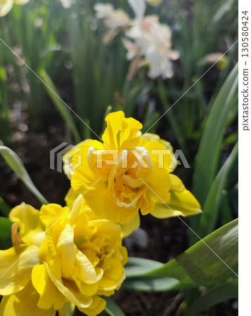 Beautiful blooming blossoming daffodil flowers. Blooming narcissus flower with yellow petals and green leaves in garden on sunny spring day. Selection breeding flowers. Agricultural farming gardening Beautiful blooming blossoming daffodil flowers. Blooming narcissus flower with yellow petals and green leaves in garden on sunny spring day. Selection breeding flowers. Agricultural farming gardening 130580424
