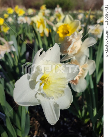 Blooming varietal flower narcissus variety Ice Follies. Flower daffodils with white petals in inflorescence with green stem leaves growing in ground on sunny spring morning. Selection breeding flowers Blooming varietal flower narcissus variety Ice Follies. Flower daffodils with white petals in inflorescence with green stem leaves growing in ground on sunny spring morning. Selection breeding flowers 130580433