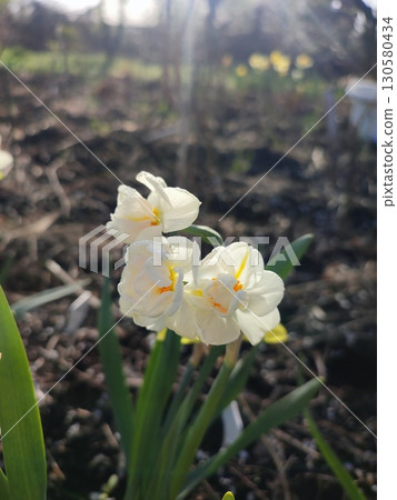 Small beautiful flowers narcissus close-up. Blooming daffodil flower with white and orange petals in inflorescence on green stem growing in ground in garden sunny spring day. Selection breeding flower 130580434