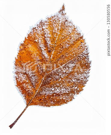 Frost Covered Orange Leaf on White Background Frost Covered Orange Leaf on White Background 130580556
