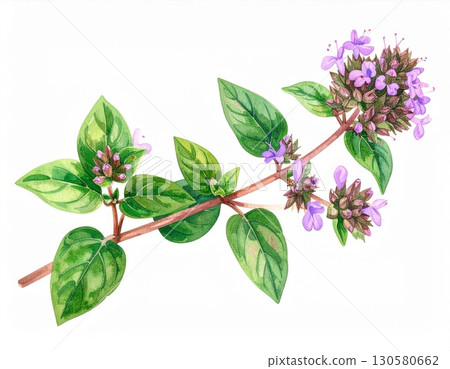 Watercolor Illustration of Lavender Herb with Green Leaves 130580662
