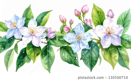 Watercolor Painting of Apple Blossoms with Dewdrops 130580718