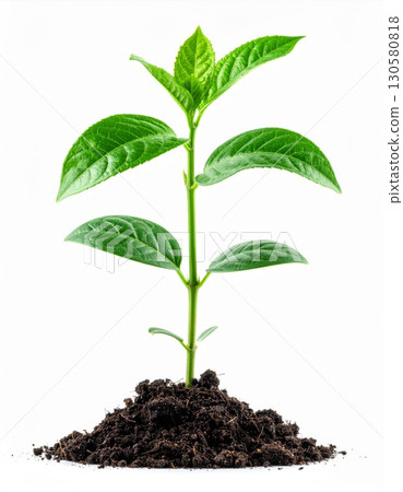 Green Plant Sprout Growing From Dark Soil Green Plant Sprout Growing From Dark Soil 130580818