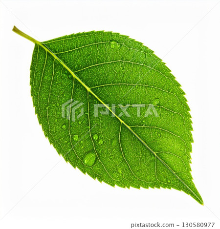 Vibrant Green Leaf with Dew Drops on White Background 130580977