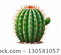 Green Spherical Cactus with Brown Spines on White Background 130581057