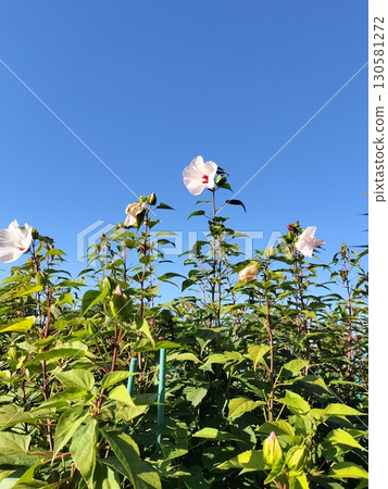 Hokkaido, Sapporo, Titanobicus, Tsukisamu Park 130581272