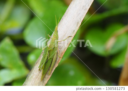 Piggyback grasshopper (top: male, bottom: female) 130581273