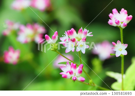 Misozoba花 130581693