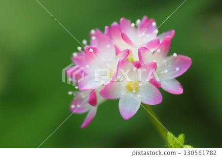 Misozoba花 130581782