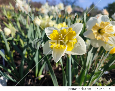 Blooming blossomed flower narcissus close-up. Blooming varietal narcissus with white yellow petal in inflorescence with stamens on green stem with leaves growing in ground on sunny spring day Vertical Blooming blossomed flower narcissus close-up. Blooming varietal narcissus with white yellow petal in inflorescence with stamens on green stem with leaves growing in ground on sunny spring day Vertical 130582030