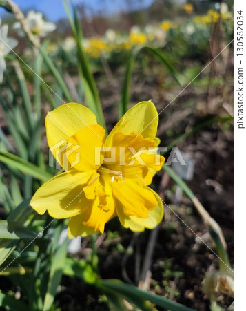 Blooming of daffodil flower close-up. Blossoming narcissus flower with yellow petals on green stem with leaves growing in ground on sunny spring day. Selection breeding of flowers. Nature Vertical 130582034
