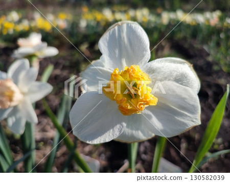 Blooming daffodil flower close up. Blooming narcissus with white yellow petal in inflorescence growing in ground on sunny spring day. Selection breeding flower. Agricultural farming gardening Blooming daffodil flower close up. Blooming narcissus with white yellow petal in inflorescence growing in ground on sunny spring day. Selection breeding flower. Agricultural farming gardening 130582039
