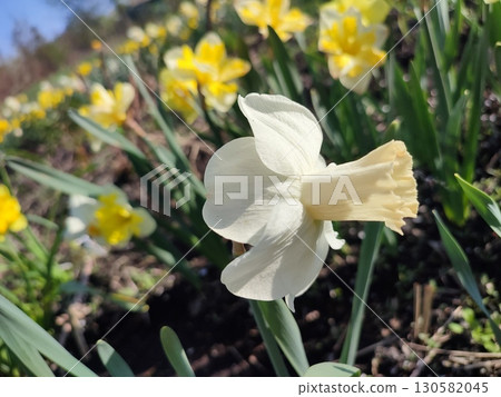 Blooming flower narcissus variety Winter Waltz with white yellow petals on green stem growing in black soil on sunny spring day. Selection breeding flowers. Agricultural farming and gardening 130582045