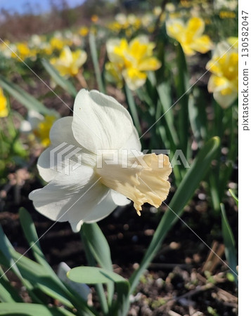 Blooming flower narcissus variety Winter Waltz with white yellow petals on green stem growing in black soil on sunny spring day. Selection breeding flowers. Agricultural farming and gardening Blooming flower narcissus variety Winter Waltz with white yellow petals on green stem growing in black soil on sunny spring day. Selection breeding flowers. Agricultural farming and gardening 130582047
