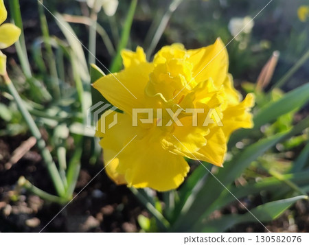 Beautiful blooming narcissus flower on sunny spring morning. Varietal flower of narcissus variety Sailorman. Many yellow petals collected in inflorescence on green stem growing in flower bed Beautiful blooming narcissus flower on sunny spring morning. Varietal flower of narcissus variety Sailorman. Many yellow petals collected in inflorescence on green stem growing in flower bed 130582076