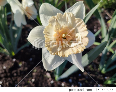 Blooming flower of narcissus variety Petit Four close up. White and yellow petals in inflorescence with stamens on stem with leaves in ground on sunny spring day. Selection breeding of flowers. Nature 130582077