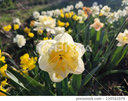 Blooming daffodils flowers on sunny spring day. Varietal flowers of narcissus variety Golden Pearl. Yellow petals on white petals in inflorescence with stamens on green stem and leaves in ground Blooming daffodils flowers on sunny spring day. Varietal flowers of narcissus variety Golden Pearl. Yellow petals on white petals in inflorescence with stamens on green stem and leaves in ground 130582079