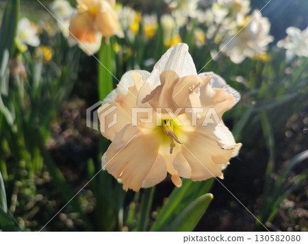 Blooming narcissus flower on sunny spring day. Varietal flower of narcissus variety Apricot Whirl. Pink white petals in inflorescence with stamens on green stem leaves in ground and shining sun rays Blooming narcissus flower on sunny spring day. Varietal flower of narcissus variety Apricot Whirl. Pink white petals in inflorescence with stamens on green stem leaves in ground and shining sun rays 130582080