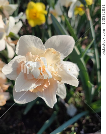Blooming flower daffodil variety Delnashaugh with white pink petals with stamens and drops of morning dew on background of narcissus flowers and growing in ground in garden meadow, sunny spring day 130582081