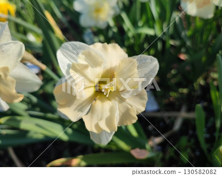 Narcissus Casanova. Blooming daffodil flower with white orange petals on green stem growing in black soil on sunny spring day. Selection breeding of flowers. Agricultural farming gardening 130582082