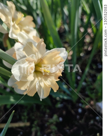 Narcissus Casanova. Blooming daffodil flower with white orange petals on green stem growing in black soil on sunny spring day. Selection breeding of flowers. Agricultural farming gardening 130582083