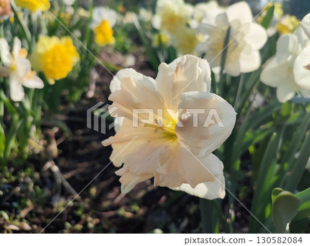 Beautiful blooming narcissus flower on sunny spring day. Varietal flower of narcissus variety Apricot Whirl. Pink petals on white petals in inflorescence with stamens on green stem leaves in ground Beautiful blooming narcissus flower on sunny spring day. Varietal flower of narcissus variety Apricot Whirl. Pink petals on white petals in inflorescence with stamens on green stem leaves in ground 130582084
